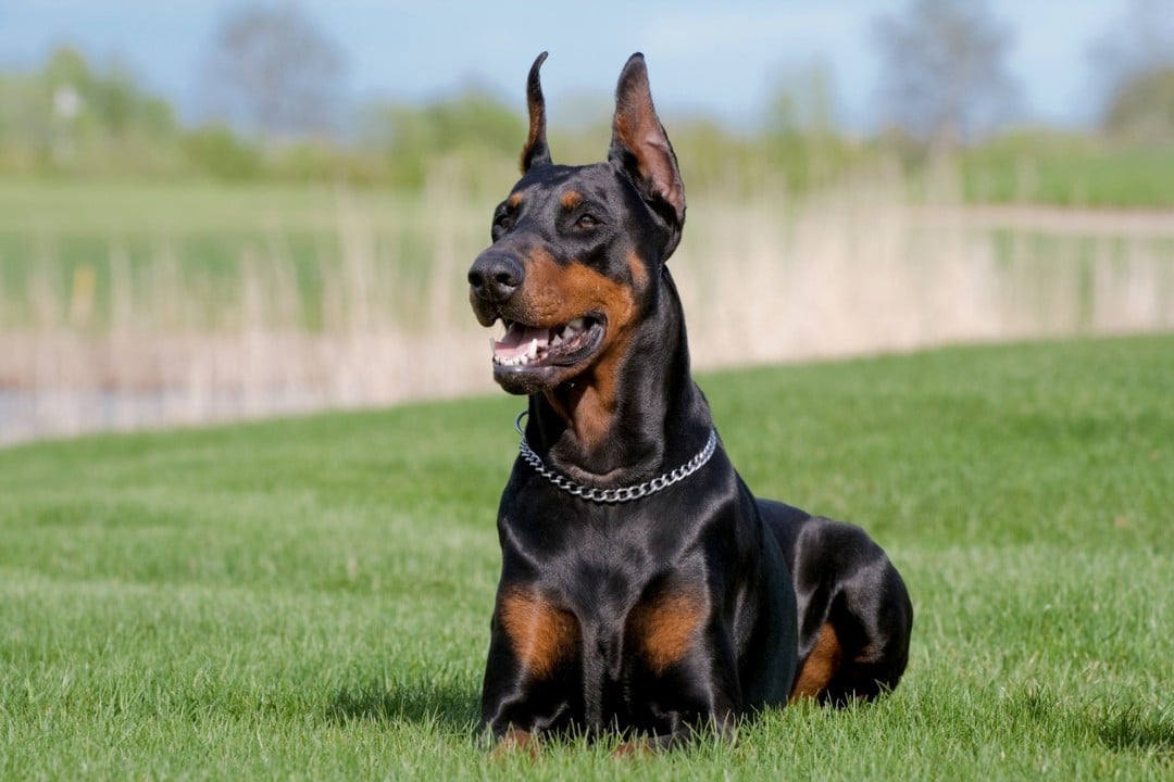 Cachorro raça doberman