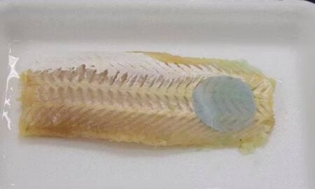 Embalagem inteligente muda de cor para avisar que o peixe estragou — Foto Divulgação Embrapa