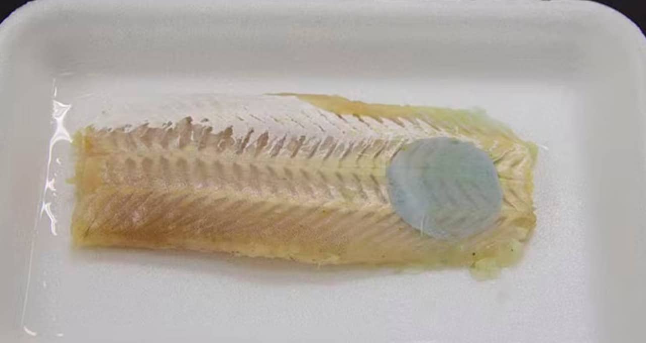 Embalagem inteligente muda de cor para avisar que o peixe estragou — Foto Divulgação Embrapa