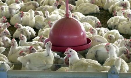 Frango, Gripe Aviaria, galinhas