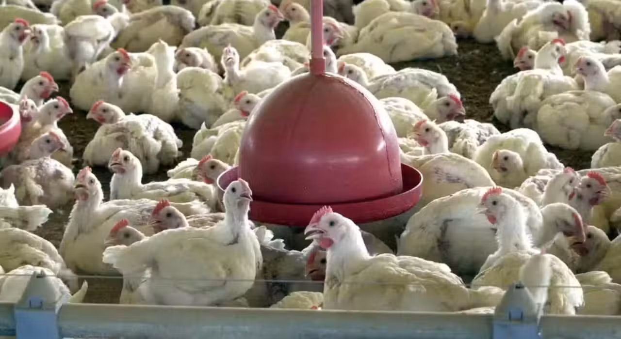 Frango, Gripe Aviaria, galinhas