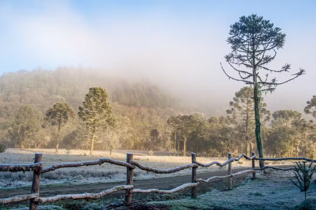 Frio