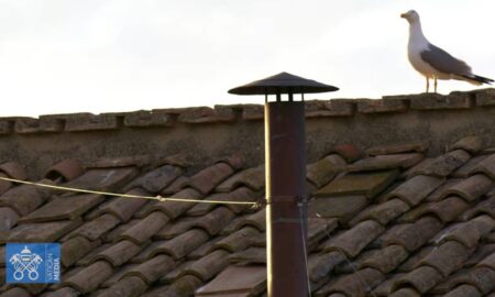 Fumaça passaro