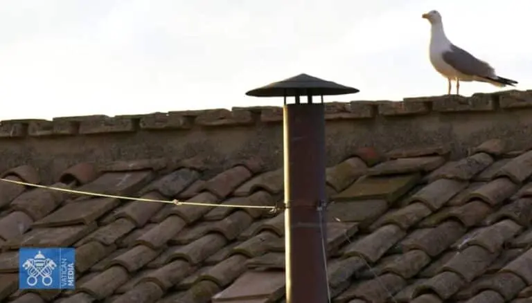 Fumaça passaro