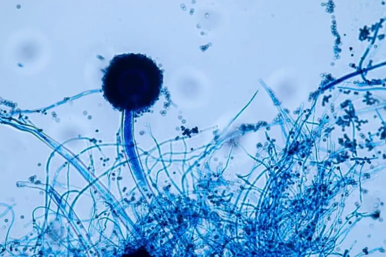 Aspergillus