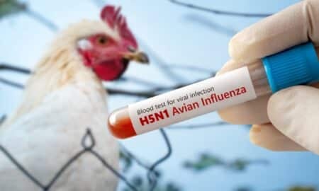 Gripe aviária H5N1