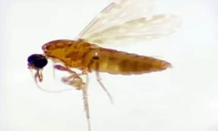 Mosquito que transmite a febre oropouche