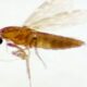 Mosquito que transmite a febre oropouche
