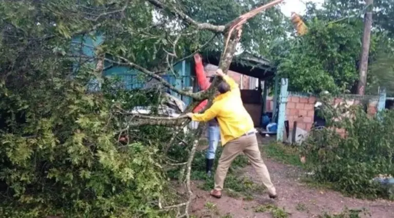 Queda de árvore