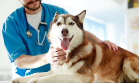 Veterinário
