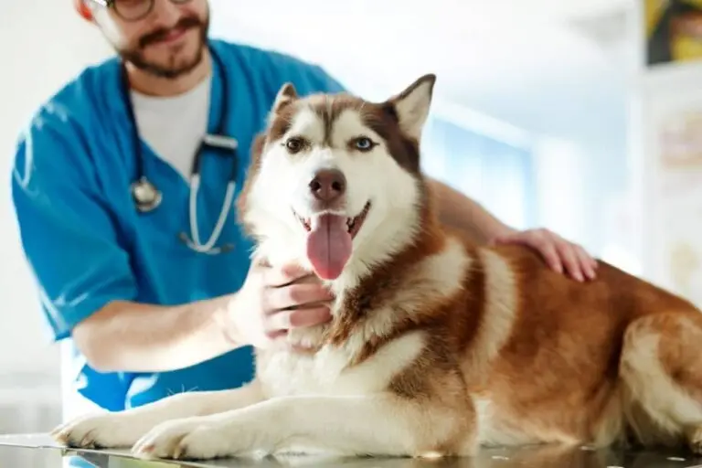Veterinário