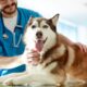 Veterinário