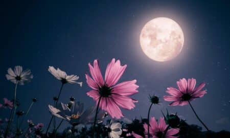 flower moon