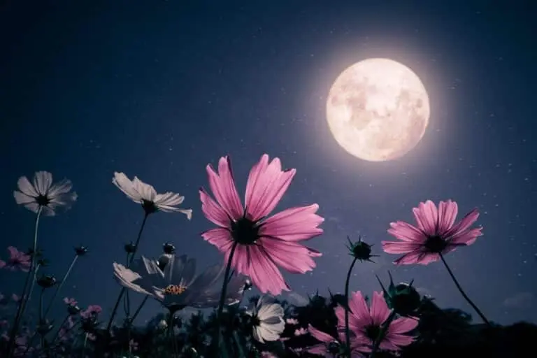 flower moon