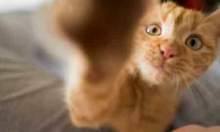 Gato Amarelo