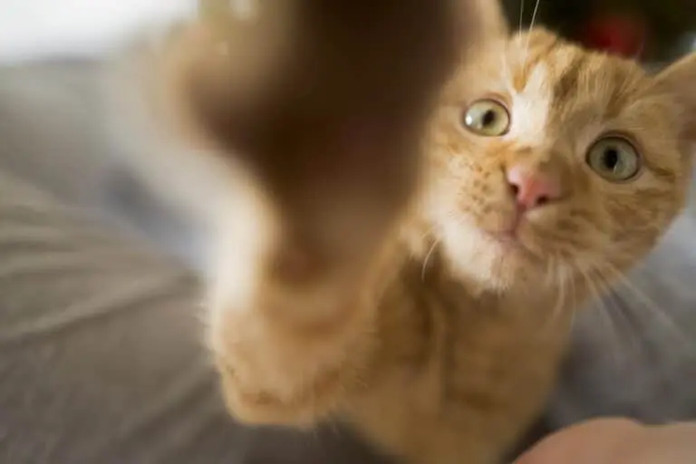 Gato Amarelo