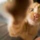 Gato Amarelo