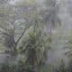 tropical storm