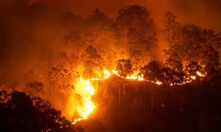wildfire