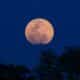 Super,Blue,Blood - Lua de morango