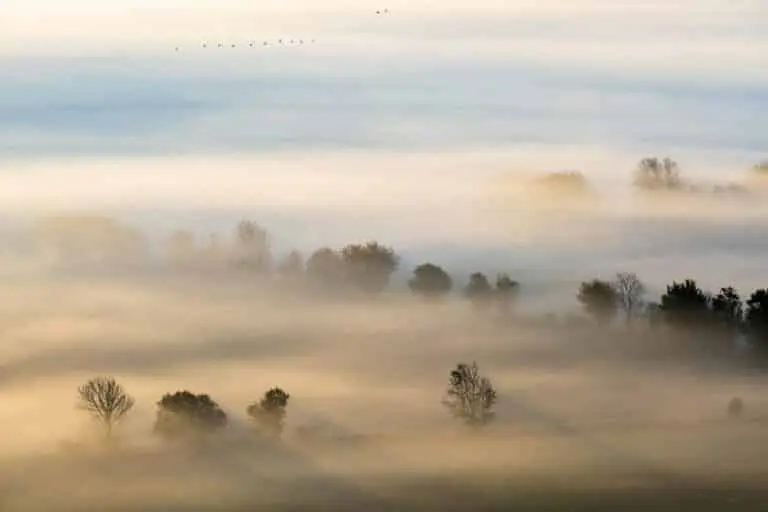 Neblina