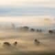 Neblina