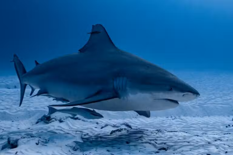 bull shark