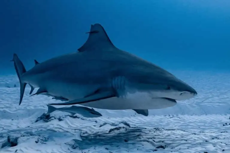 bull shark