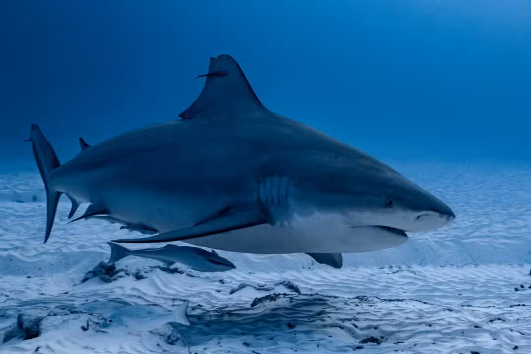 bull shark