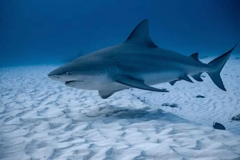 Bull Shark