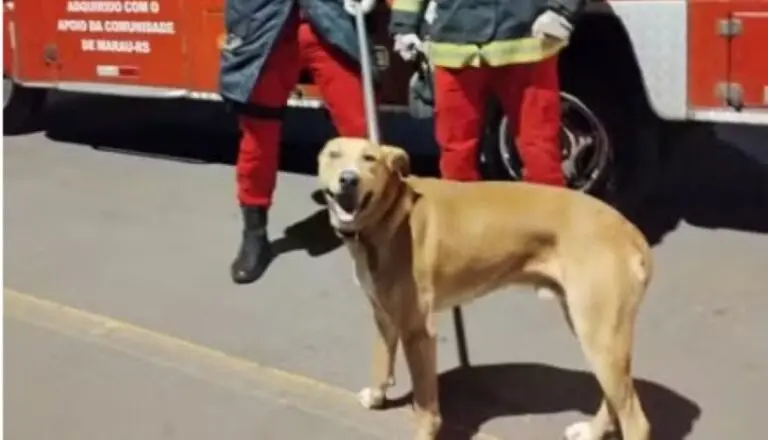 cachorro caramelo