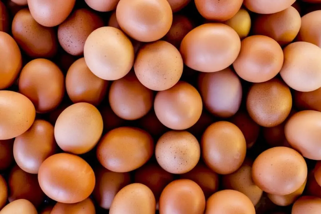 eggs