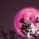 strawberry moon