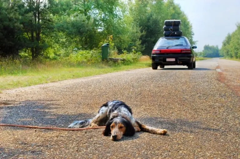 Abandono de Animais
