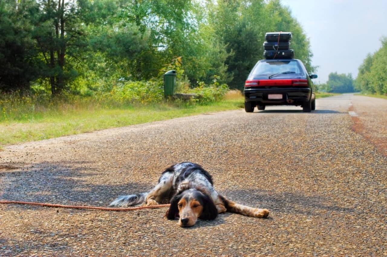 Abandono de Animais