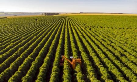 Café - Agro - Agronegocio