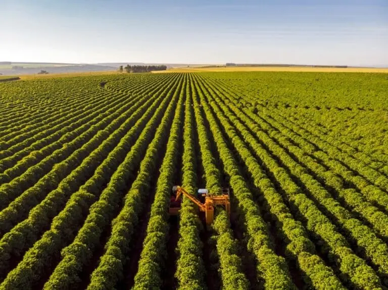 Café - Agro - Agronegocio