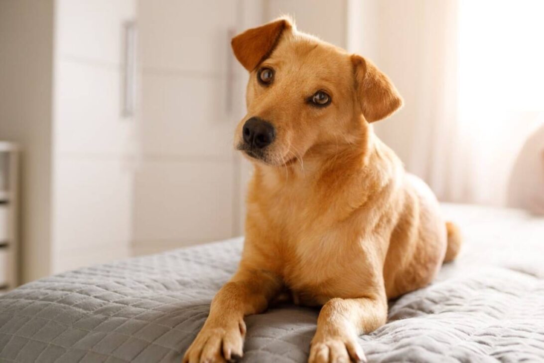 Cachorro Vira Lata