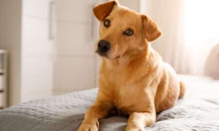 Cachorro Vira Lata