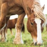 Cavalo