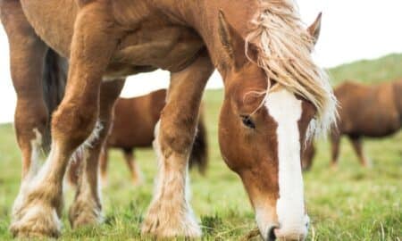 Cavalo