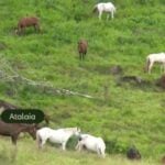 Cavalos e ração contaminada