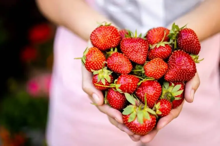 Morango