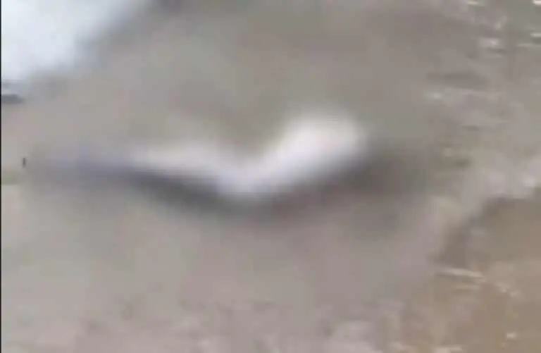 Perna Humana
