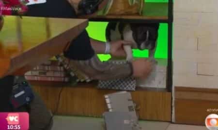 cachorrinha de Ana Maria Braga