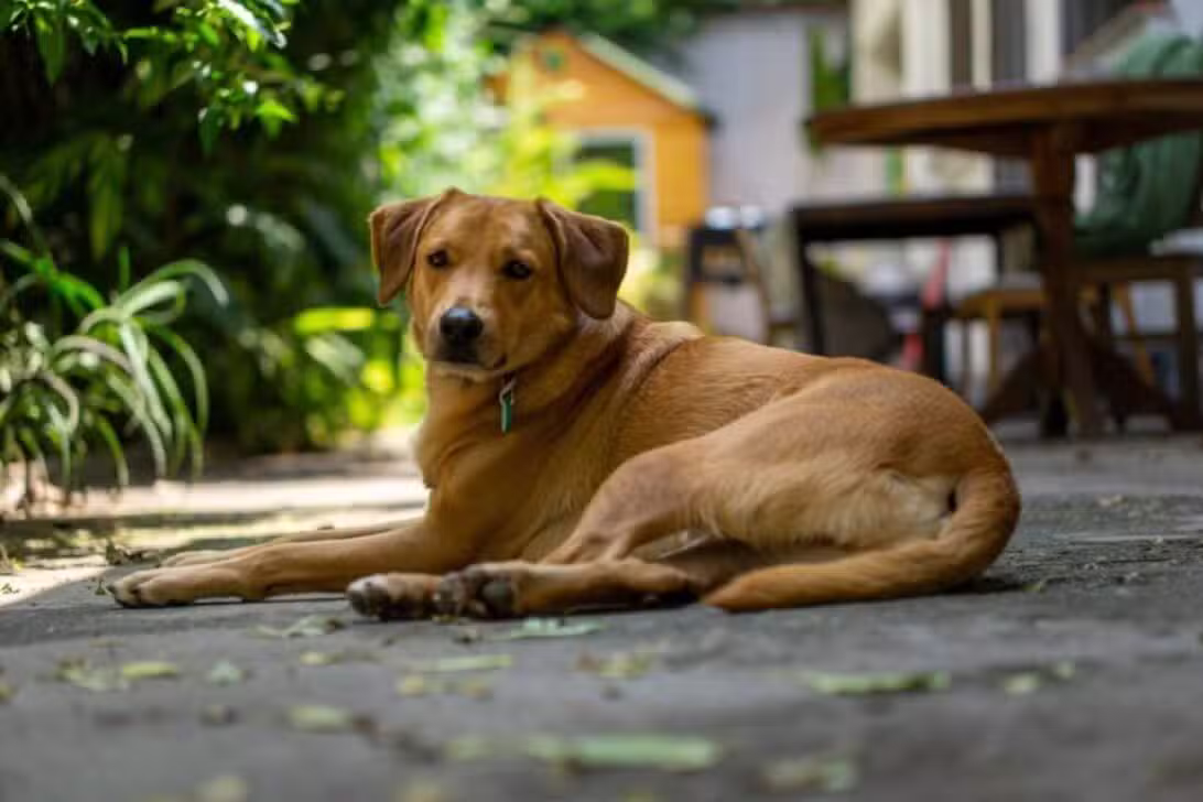 cachorro