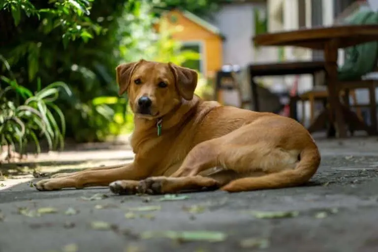 cachorro
