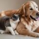 cachorro e gato
