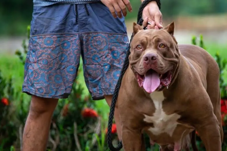 Pitbull