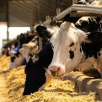 Agricultor e Gados